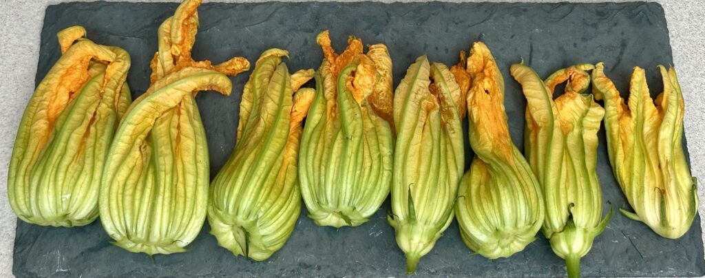 Harvested zucchini Flowers ready to be fried