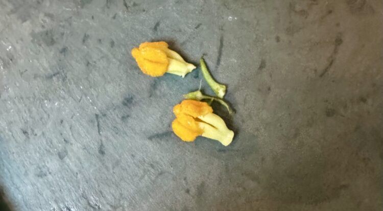 Pistils that need to be removed from the zucchini Flowers